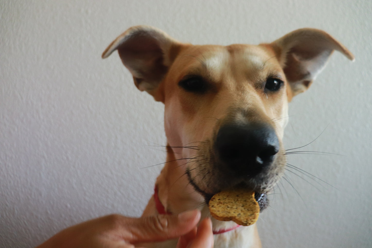 Wild Catch Dog Treats