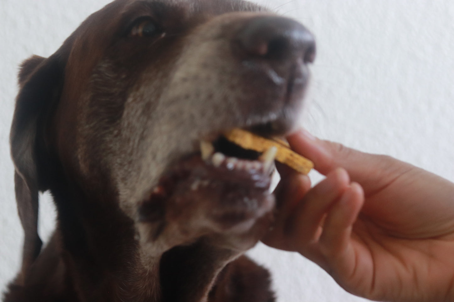 Wild Catch Dog Treats